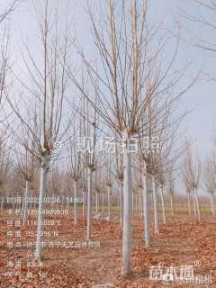 25公分速生法桐