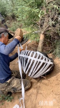 高度300厘米云杉