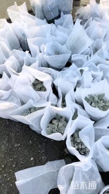 高度20厘米银叶菊