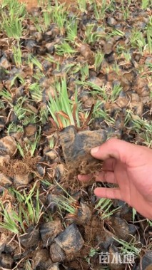 高度20厘米花菖蒲