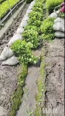 高度40厘米地中海荚迷