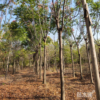 10公分栾树