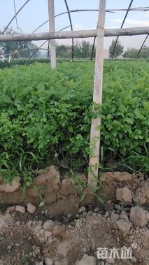 高度40厘米紫穗槐小苗