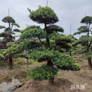 移栽苗造型罗汉松