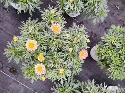 高度20厘米玛格丽特花