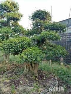 30公分造型椤木石楠