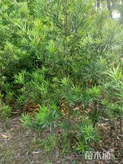 高度100厘米罗汉松小苗