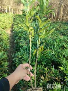 高度50厘米十大功劳