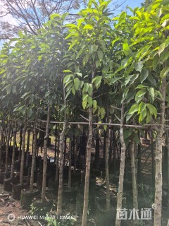 5公分白玉兰