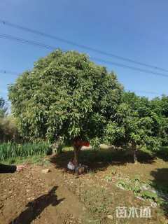 高度500厘米中华石楠