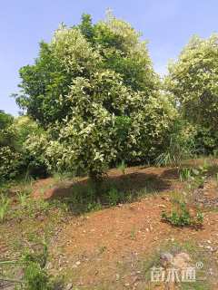 12公分云田彩桂