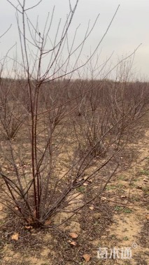 高度100厘米丛生榆叶梅