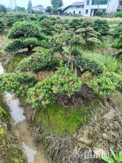 12公分罗汉松