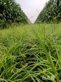 高度40厘米细叶麦冬草