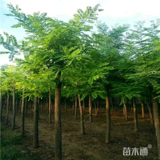 10公分刺槐