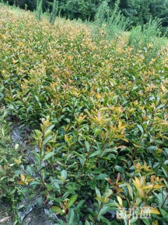 0.5公分红叶石楠