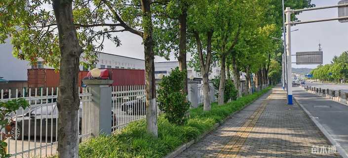 15公分杜英