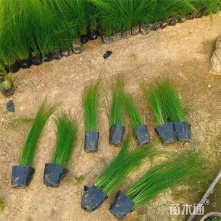 高度35厘米细茎针茅