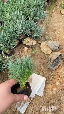 高度25厘米须苞石竹