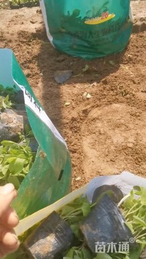 高度20厘米松果菊