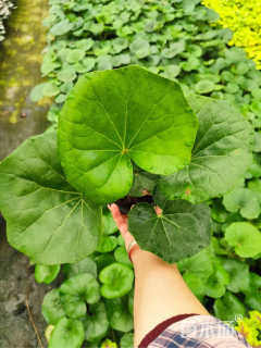 高度20厘米大吴风草