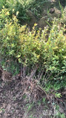 高度50厘米小丑火棘小苗