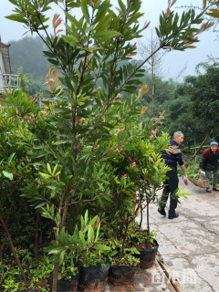 高度1200厘米美花红千层