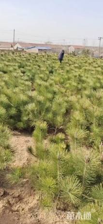 高度40厘米黑松