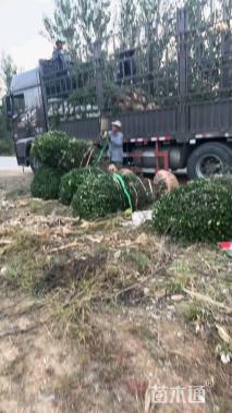 8公分高杆卫矛球