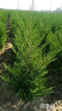 高度120厘米塔柏