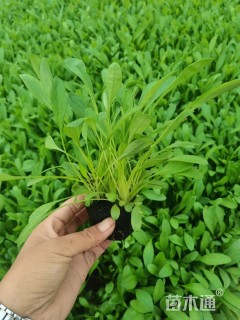 高度10厘米大花金鸡菊