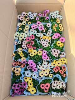 高度20厘米南非万寿菊