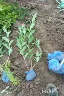 高度50厘米红王子锦带