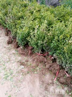 高度30厘米小叶黄杨