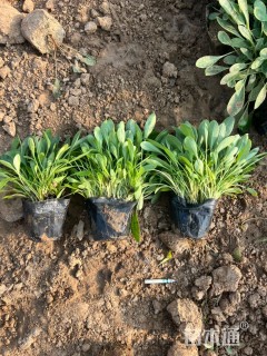 高度25厘米大花金鸡菊