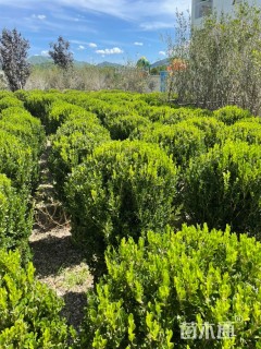 高度100厘米瓜子黄杨