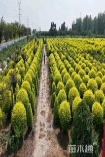 冠幅150厘米亮晶女贞球