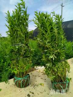 冠幅60厘米金叶连翘球