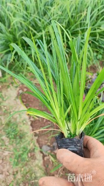 高度40厘米崂峪苔草