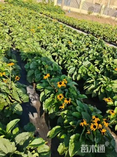 高度70厘米金光菊