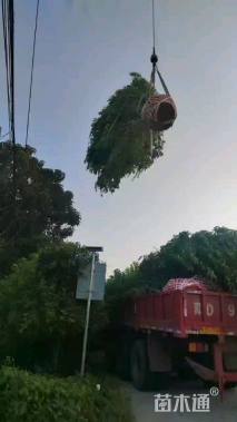 10公分白蜡
