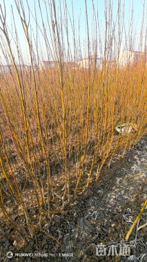 0.8公分龙柱碧桃