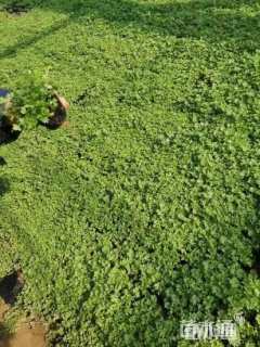 高度10厘米委陵菜