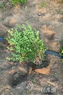 高度50厘米瓜子黄杨