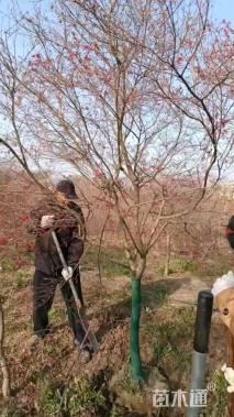 10公分日本红枫