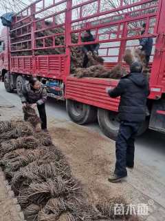 220厘米五叶地锦