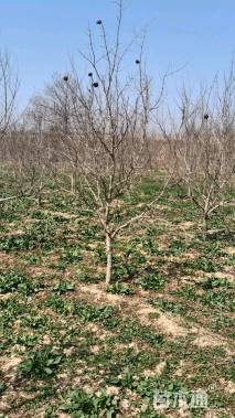 高度250厘米石榴