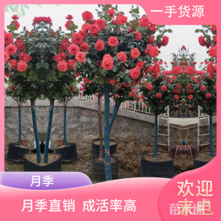 高度150厘米月季