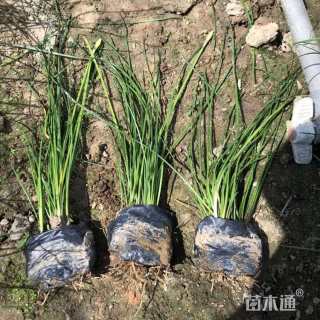 高度20厘米白花葱兰