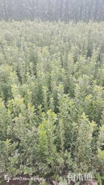 高度50厘米金边黄杨